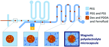 Graphical abstract: Magnetic polyelectrolyte microcapsules via water-in-water droplet microfluidics