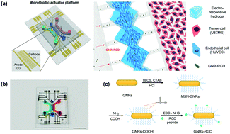 Graphical abstract: Electro-responsive hydrogel-based microfluidic actuator platform for photothermal therapy