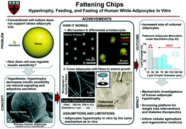 Graphical abstract: Fattening chips: hypertrophy, feeding, and fasting of human white adipocytes in vitro