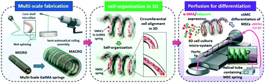 Graphical abstract: Fabrication of vascular smooth muscle-like tissues based on self-organization of circumferentially aligned cells in microengineered hydrogels