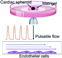 Graphical abstract: Adaptable pulsatile flow generated from stem cell-derived cardiomyocytes using quantitative imaging-based signal transduction