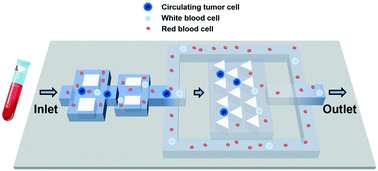 Graphical abstract: A novel microfluidic device integrating focus-separation speed reduction design and trap arrays for high-throughput capture of circulating tumor cells