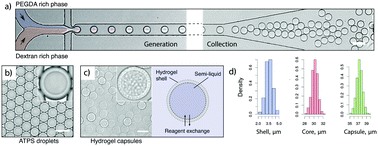 Graphical abstract: Multi-step processing of single cells using semi-permeable capsules