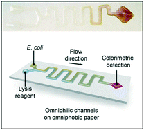 Graphical abstract: Lysis and direct detection of coliforms on printed paper-based microfluidic devices