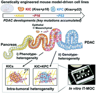 Graphical abstract: An engineered pancreatic cancer model with intra-tumoral heterogeneity of driver mutations