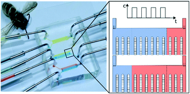 Graphical abstract: dMSCC: a microfluidic platform for microbial single-cell cultivation of Corynebacterium glutamicum under dynamic environmental medium conditions