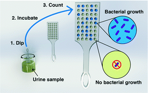 Graphical abstract: Digital dipstick: miniaturized bacteria detection and digital quantification for the point-of-care