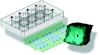 Graphical abstract: Microdissected “cuboids” for microfluidic drug testing of intact tissues