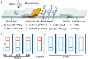 Graphical abstract: A point-of-care selenium nanoparticle-based test for the combined detection of anti-SARS-CoV-2 IgM and IgG in human serum and blood