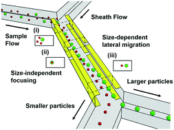 Graphical abstract: Tunnel dielectrophoresis for ultra-high precision size-based cell separation