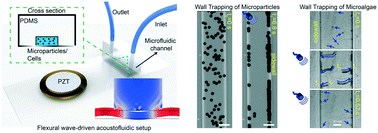 Graphical abstract: Flexural wave-based soft attractor walls for trapping microparticles and cells