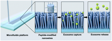 Graphical abstract: Microfluidic-based capture and release of cancer-derived exosomes via peptide–nanowire hybrid interface