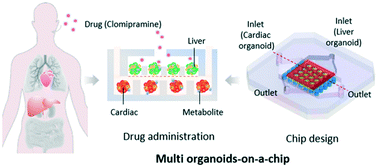 Graphical abstract: HiPSC-derived multi-organoids-on-chip system for safety assessment of antidepressant drugs
