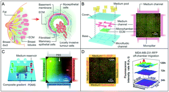 Graphical abstract: Biological gel-based microchamber array for tumor cell proliferation and migration studies in well-controlled biochemical gradients