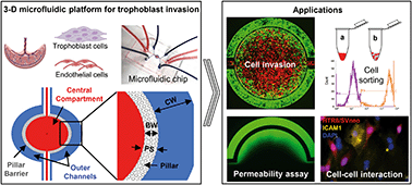 Graphical abstract: A 3-dimensional microfluidic platform for modeling human extravillous trophoblast invasion and toxicological screening