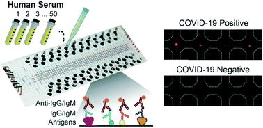 Graphical abstract: A high-throughput multiplexed microfluidic device for COVID-19 serology assays