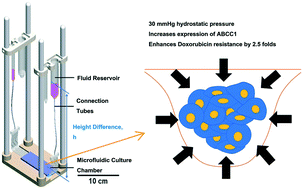 Graphical abstract: Microfluidic studies of hydrostatic pressure-enhanced doxorubicin resistance in human breast cancer cells