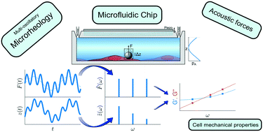 Graphical abstract: Multi-oscillation microrheology via acoustic force spectroscopy enables frequency-dependent measurements on endothelial cells at high-throughput