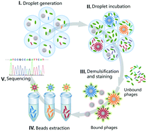 Graphical abstract: Highly paralleled emulsion droplets for efficient isolation, amplification, and screening of cancer biomarker binding phages