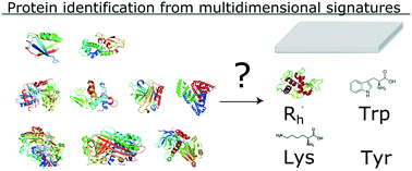 Graphical abstract: Machine learning-aided protein identification from multidimensional signatures