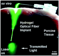 Graphical abstract: Biomedical optical fibers