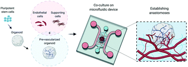Graphical abstract: Vascularized organoids on a chip: strategies for engineering organoids with functional vasculature