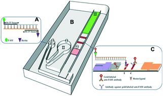 Graphical abstract: A microfluidic-integrated lateral flow recombinase polymerase amplification (MI-IF-RPA) assay for rapid COVID-19 detection