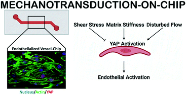 Graphical abstract: Mechanotransduction-on-chip: vessel-chip model of endothelial YAP mechanobiology reveals matrix stiffness impedes shear response