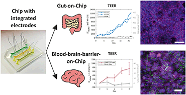 Graphical abstract: Measuring barrier function in organ-on-chips with cleanroom-free integration of multiplexable electrodes