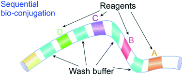 Graphical abstract: A sequentially bioconjugated optofluidic laser for wash-out-free and rapid biomolecular detection