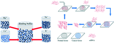 Graphical abstract: Optimization of aptamer selection on an automated microfluidic system with cancer tissues
