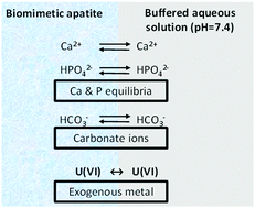 Graphical abstract: Mimicking bone–metal exchanges with synthetic nanocrystalline apatites