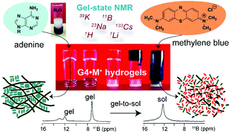Graphical abstract: Magic-angle spinning NMR spectroscopy provides insight into the impact of small molecule uptake by G-quartet hydrogels