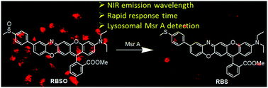 Graphical abstract: A novel NIR fluorescent probe for fast detection and imaging of methionine sulfoxide reductase A in lysosome of living cells