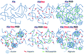 Graphical abstract: Effect of heparin and peptide conjugation on structure and functional properties of alginate in solutions and hydrogels
