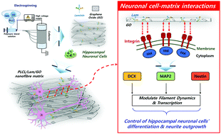 Graphical abstract: Graphene oxide-functionalized nanofibre composite matrices to enhance differentiation of hippocampal neuronal cells