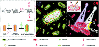 Graphical abstract: Mesoporous silica-coated gold nanorods loaded with tetrazolyl phthalocyanine as NIR light-activated nano-switches for synergistic photothermal and photodynamic inactivation of antibiotic-resistant Escherichia coli