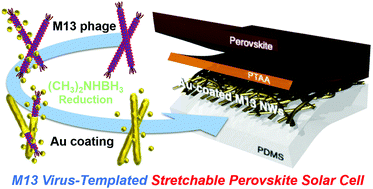 Graphical abstract: M13 bacteriophage-templated gold nanowires as stretchable electrodes in perovskite solar cells