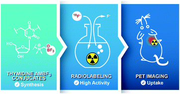 Graphical abstract: Synthesis and 18F-radiolabeling of thymidine AMBF3 conjugates