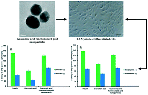 Graphical abstract: In vitro anti-diabetic assessment of guavanoic acid functionalized gold nanoparticles in regulating glucose transport using L6 rat skeletal muscle cells