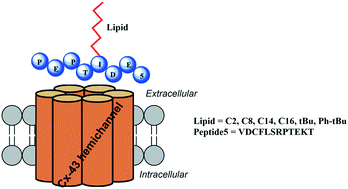 Graphical abstract: Synthesis and biological evaluation of S-lipidated lipopeptides of a connexin 43 channel inhibitory peptide