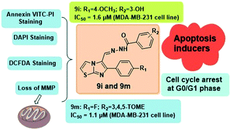 Graphical abstract: New imidazo[2,1-b]thiazole-based aryl hydrazones: unravelling their synthesis and antiproliferative and apoptosis-inducing potential