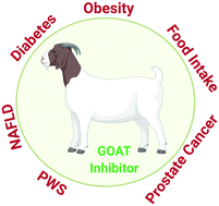 Graphical abstract: Recent progress in the discovery of ghrelin O-acyltransferase (GOAT) inhibitors