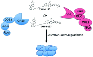 Graphical abstract: Selective degradation-inducing probes for studying cereblon (CRBN) biology