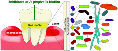 Graphical abstract: Porphyromonas gingivalis: where do we stand in our battle against this oral pathogen?