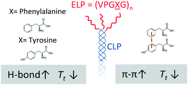 Graphical abstract: Placement of tyrosine residues as a design element for tuning the phase transition of elastin-peptide-containing conjugates: experiments and simulations