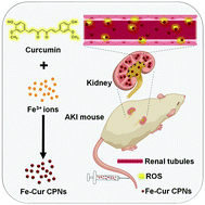 Graphical abstract: Ultra-small natural product based coordination polymer nanodots for acute kidney injury relief