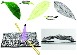 Graphical abstract: Bio-inspired transparent MXene electrodes for flexible UV photodetectors
