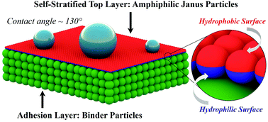 Graphical abstract: Self-stratification of amphiphilic Janus particles at coating surfaces