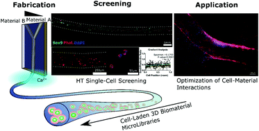 Graphical abstract: High-throughput fabrication of cell-laden 3D biomaterial gradients